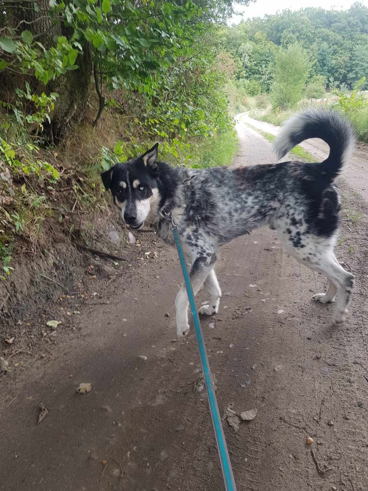 Zdjęcie zwierzęcia